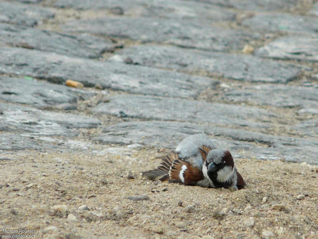 Moineau domestique mâle adulte, soins, Comportement