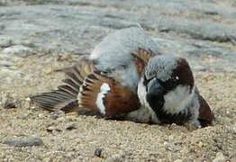 House Sparrow