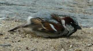 House Sparrow