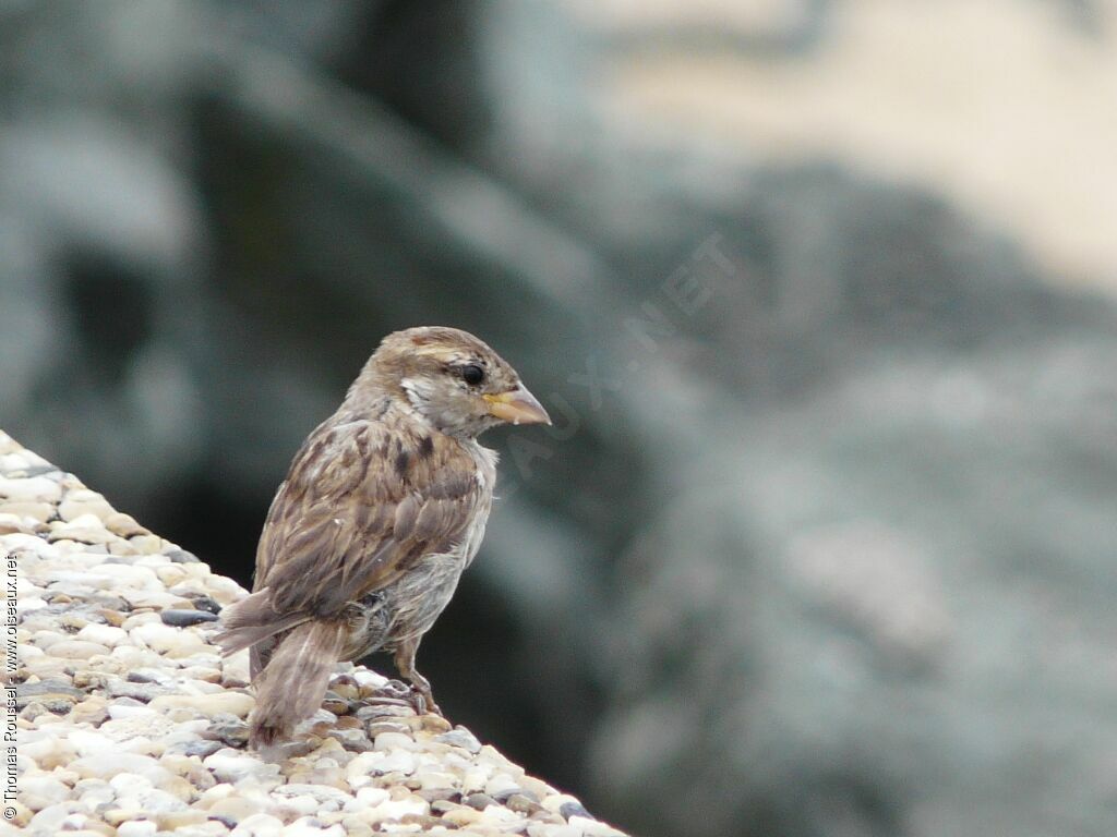 House Sparrow female