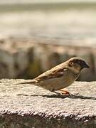 House Sparrow