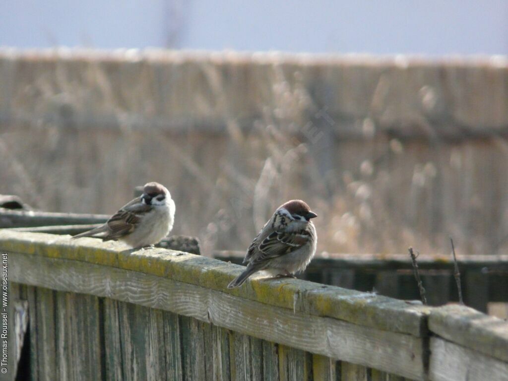 Eurasian Tree Sparrow