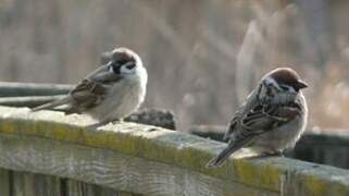 Eurasian Tree Sparrow