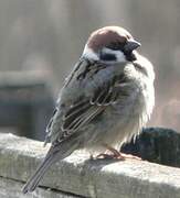 Eurasian Tree Sparrow