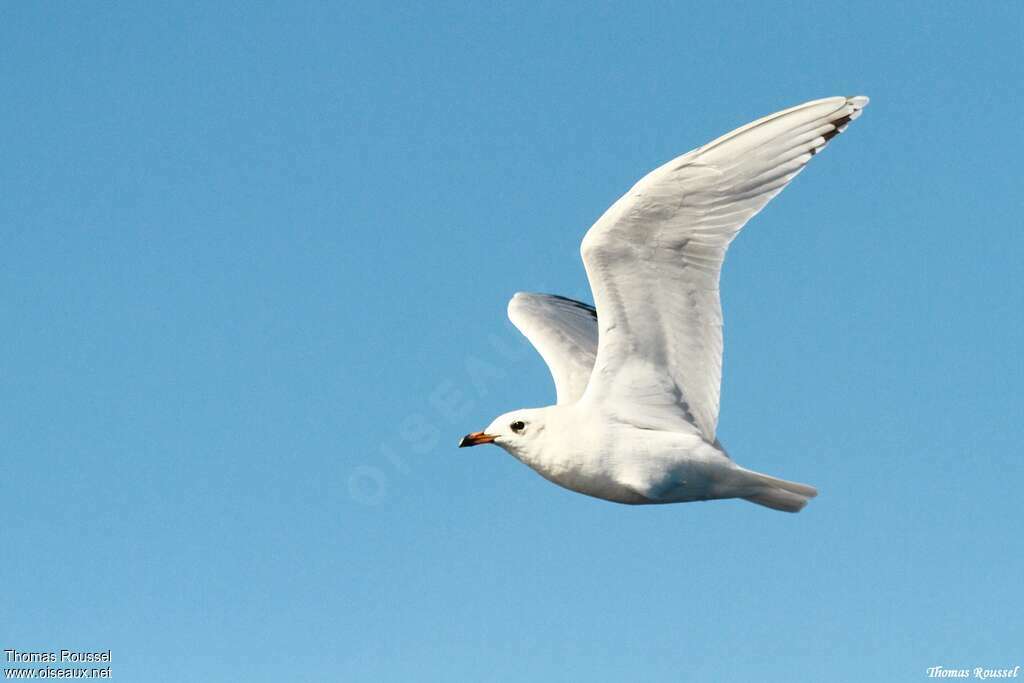 Mouette mélanocéphale3ème année, identification