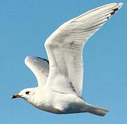 Mediterranean Gull