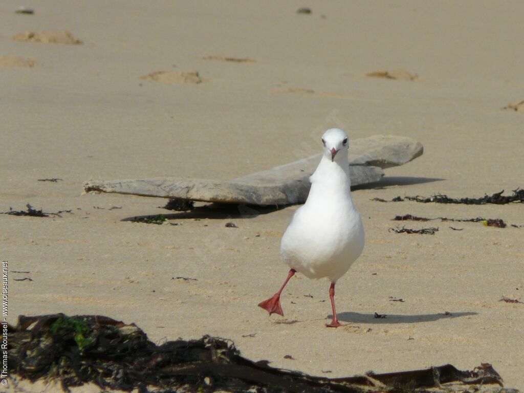 Mouette rieuse