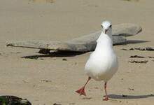 Mouette rieuse