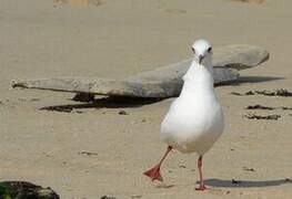 Mouette rieuse