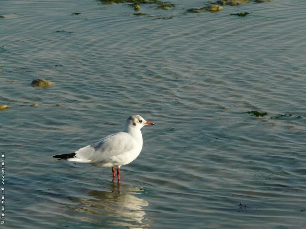 Black-headed Gull