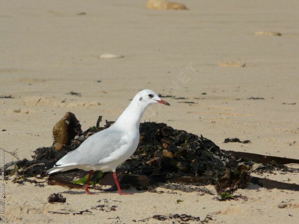 Mouette rieuse