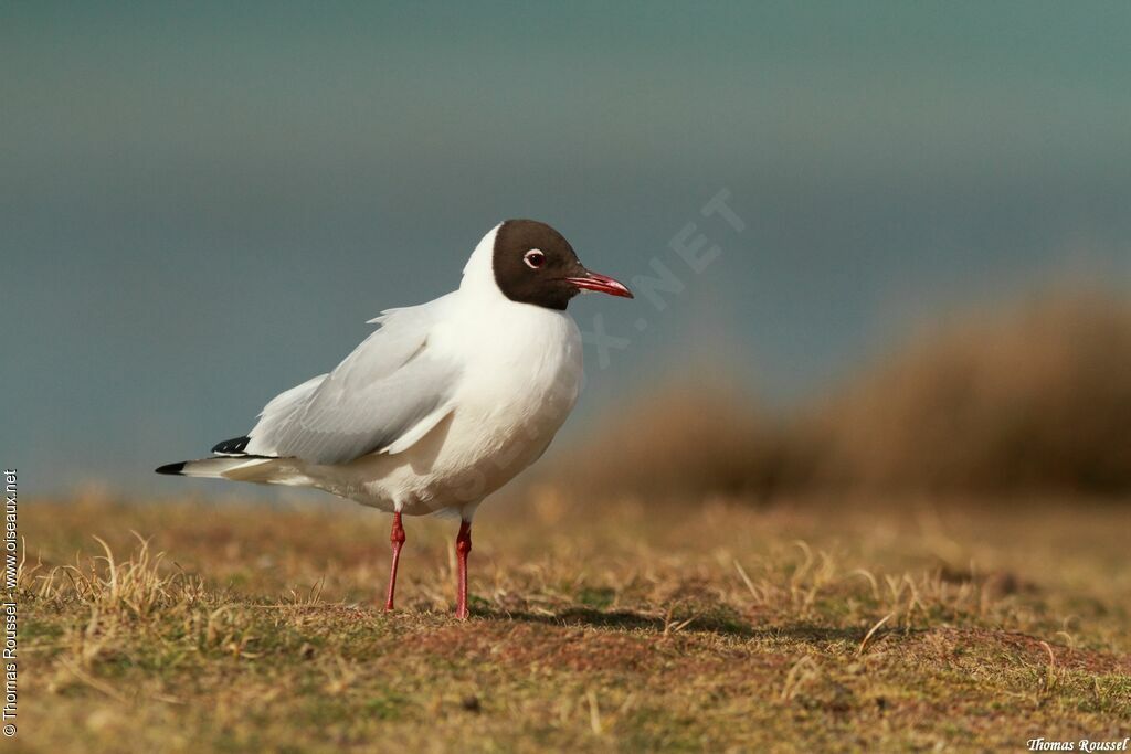 Black-headed Gull, identification