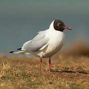 Black-headed Gull