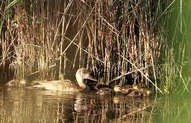 Red-crested Pochard