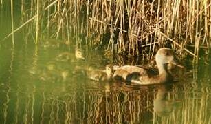 Red-crested Pochard