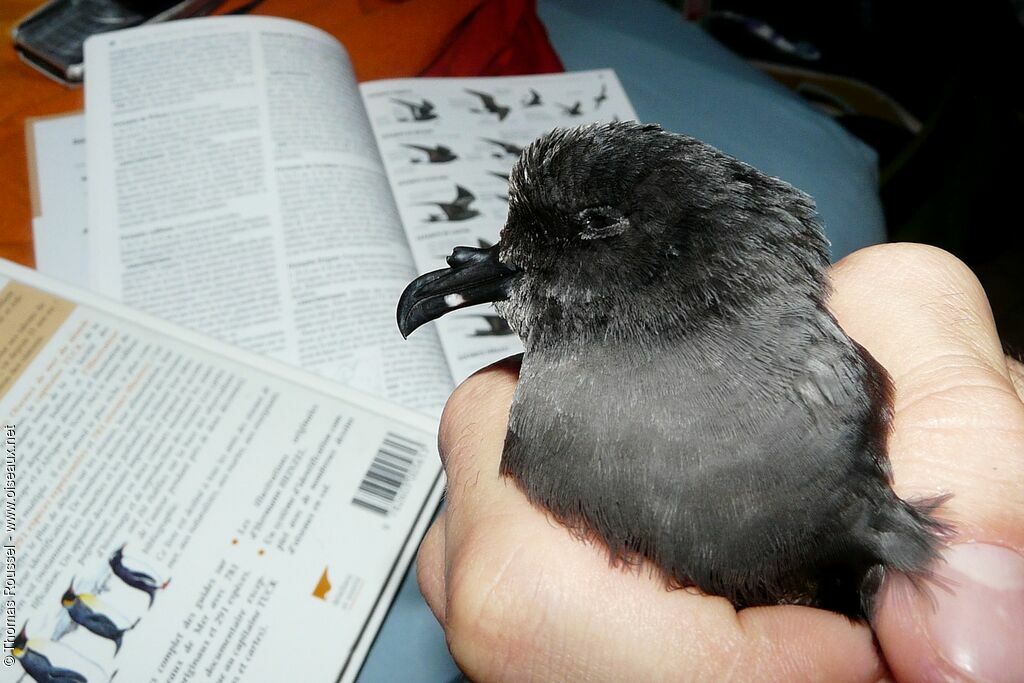 Leach's Storm Petrel, identification