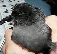 Leach's Storm Petrel