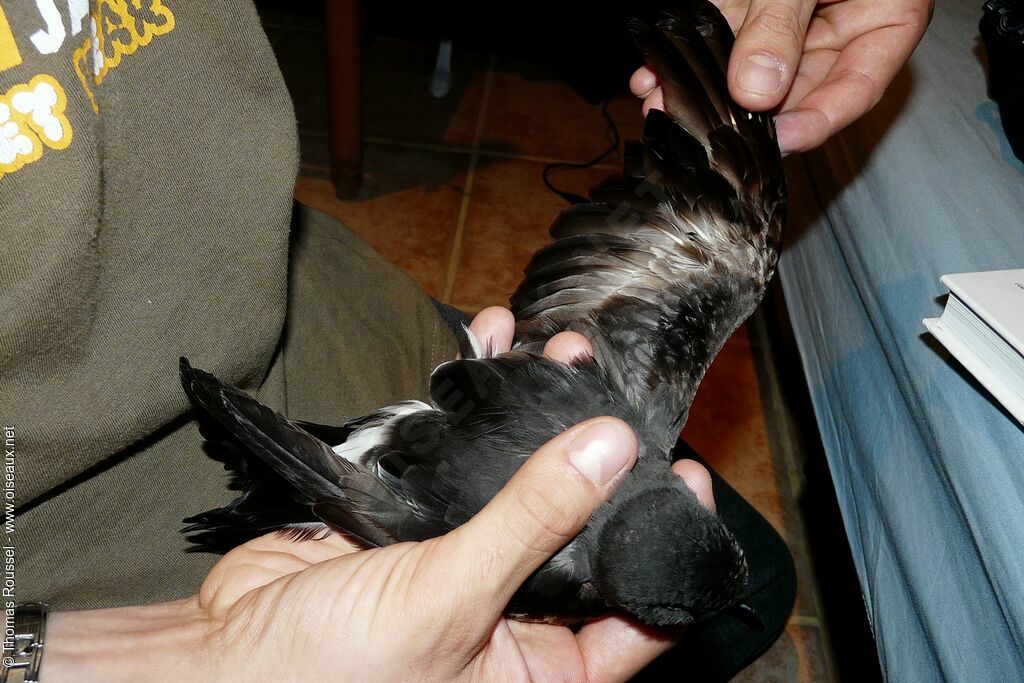 Leach's Storm Petrel, identification