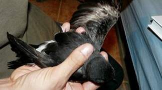 Leach's Storm Petrel