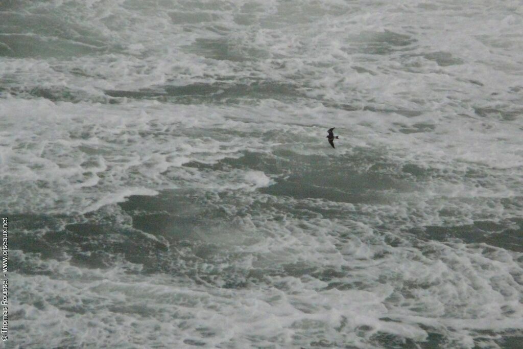 Leach's Storm Petrel, Flight