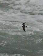 Leach's Storm Petrel