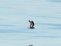 European Storm Petrel