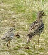 Eurasian Stone-curlew