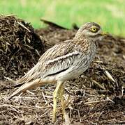 Eurasian Stone-curlew