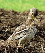 Eurasian Stone-curlew