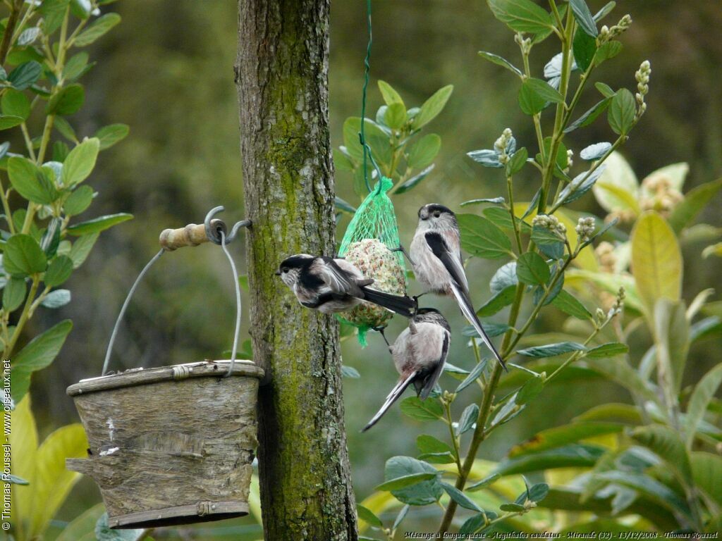 Long-tailed Tit