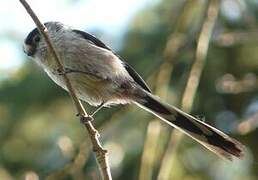 Long-tailed Tit