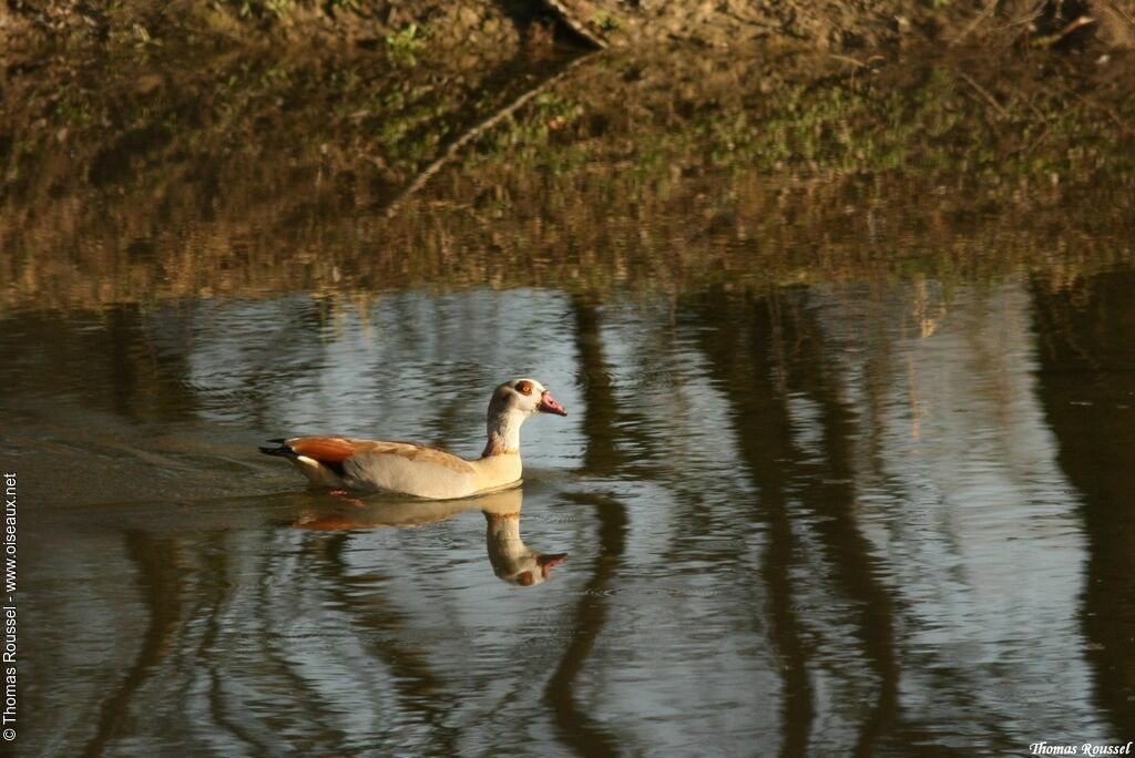 Egyptian Goose, identification