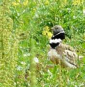 Little Bustard