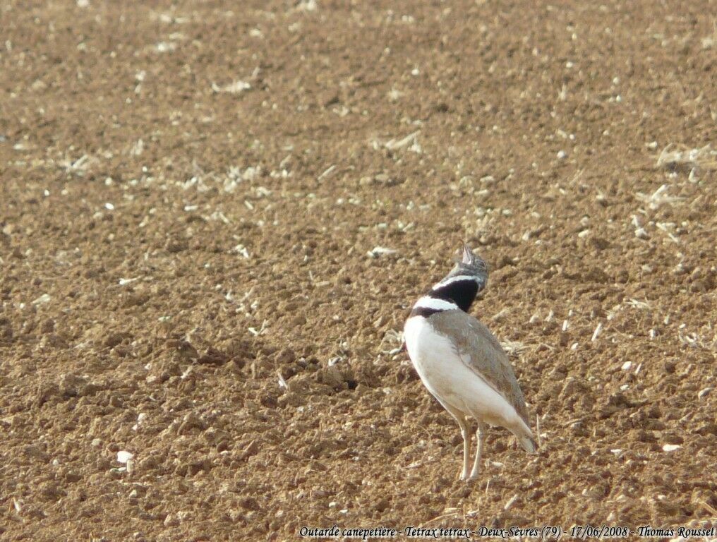 Little Bustard male adult breeding, song