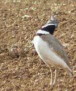 Little Bustard