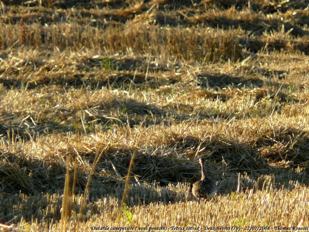 Outarde canepetière femelle adulte, Nidification