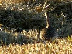 Little Bustard