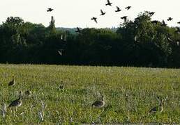 Little Bustard