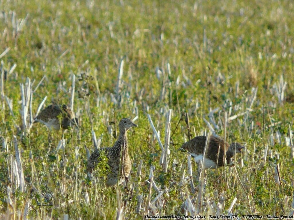 Little Bustard