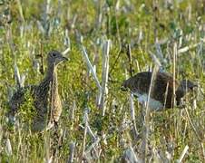 Little Bustard