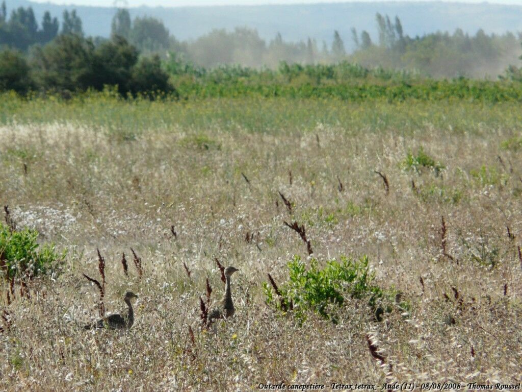 Little Bustard