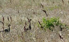 Little Bustard