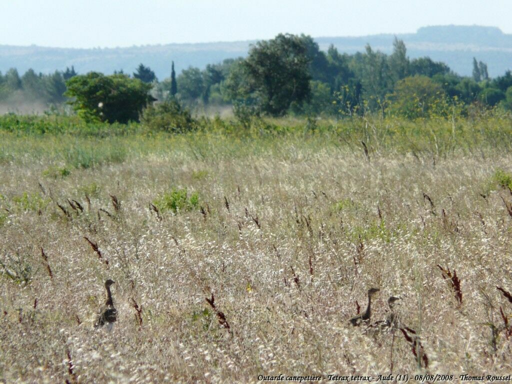 Outarde canepetière