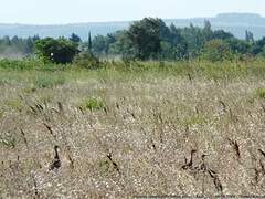 Outarde canepetière