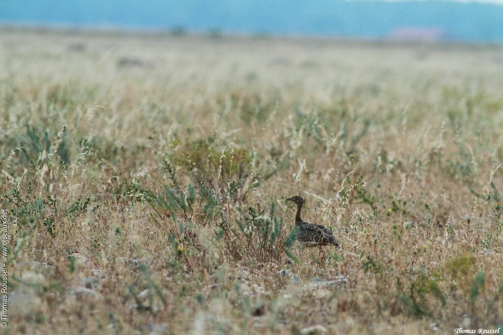 Little Bustard