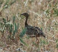 Little Bustard