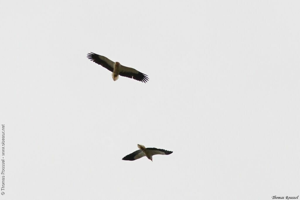 Egyptian Vulture, Flight