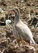 Red-legged Partridge