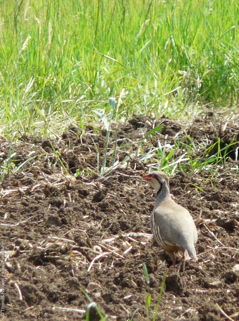 Red-legged Partridgeadult