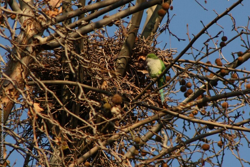 Monk Parakeet